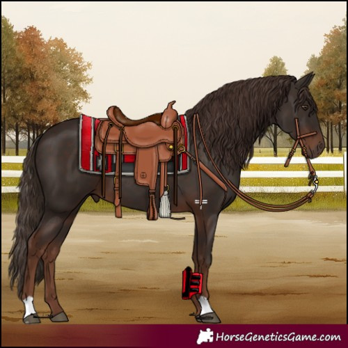 Horse Color:Liver Chestnut 