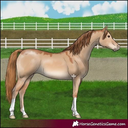 Horse Color:Red Dun 