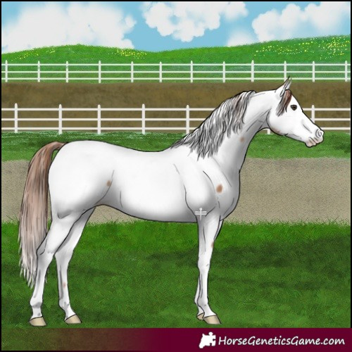 Horse Color:Red Dun Appaloosa 