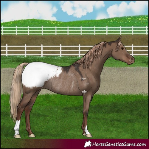 Horse Color:Liver Red Dun Appaloosa Rabicano