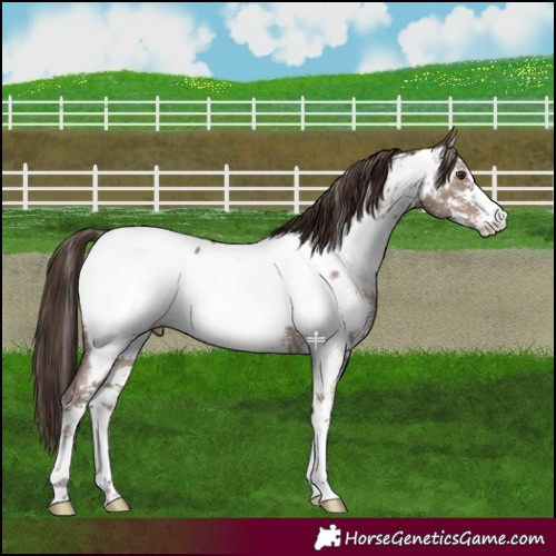 Horse Color:Liver Red Dun Sabino Near Fewspot 