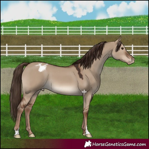 Horse Color:Liver Red Dun Appaloosa