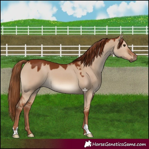 Horse Color:Red Dun 