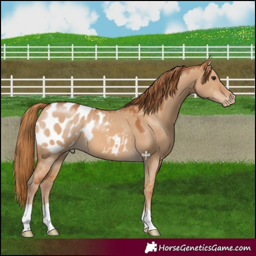Horse Color:Red Dun Blanket 