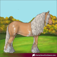 Horse Color:White Spotted Palomino