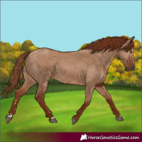 Horse Color:Red Dun