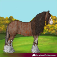 Horse Color:Chestnut Splash  and Liver Red Dun Splash 