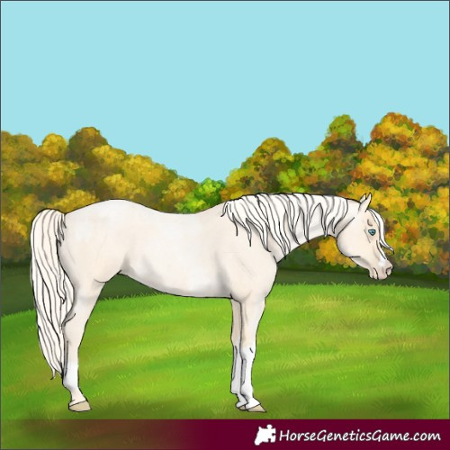 Horse Color:Palomino Roan Pearl and Palomino Roan Pearl