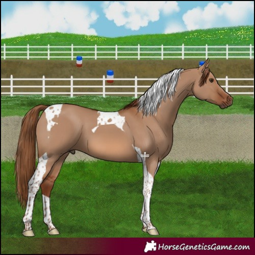 Horse Color:Red Dun Tobiano 