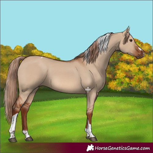 Horse Color:Red Dun Tobiano