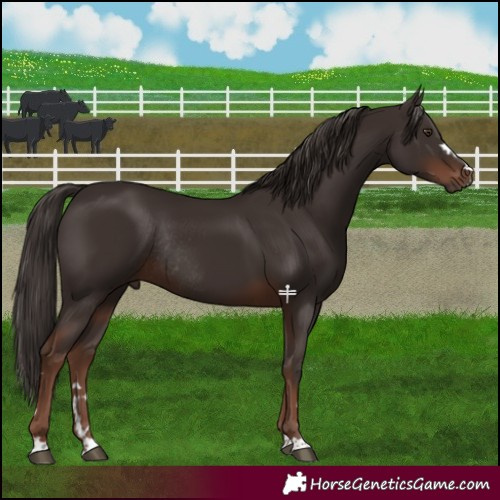 Horse Color:Liver Chestnut Rabicano
