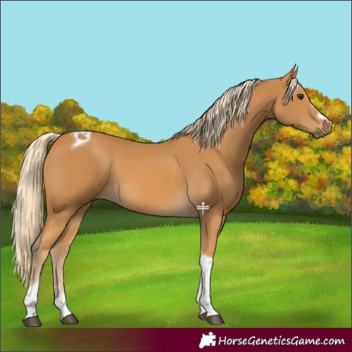 Horse Color:Palomino Tobiano