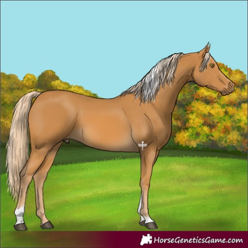 Horse Color:Palomino Tobiano Rabicano 