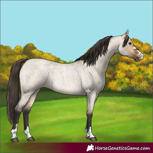Horse Color:Buckskin Roan Dun Rabicano