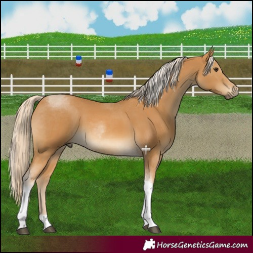 Horse Color:Palomino Tobiano 