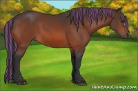 Horse Color:Painted Bay 