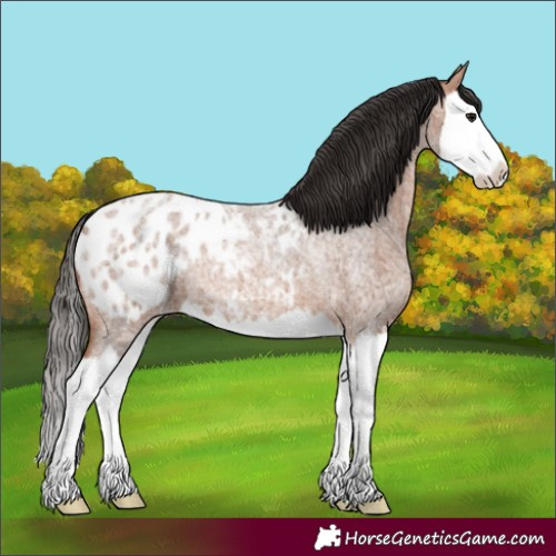 Horse Color:Unknown 