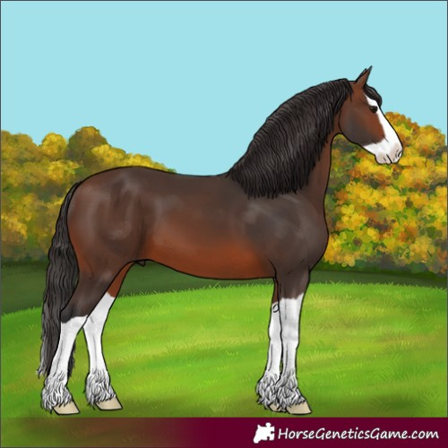 Horse Color:Unknown 