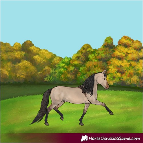 Horse Color:Bay Dun 