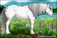 Horse Color:White Spotted Brown Appaloosa 