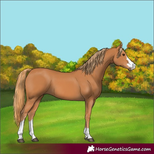 Horse Color:Chestnut 