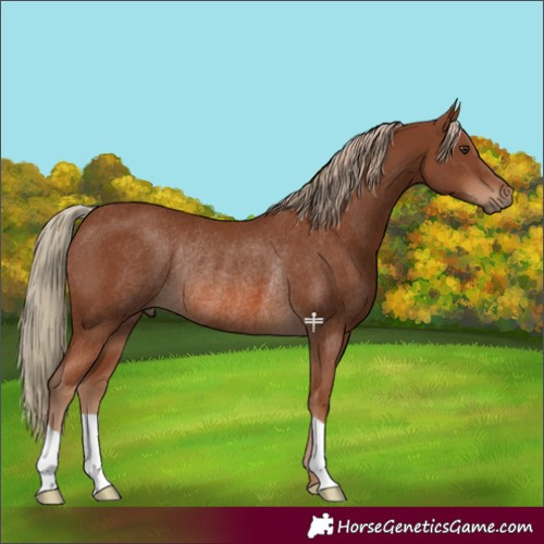 Horse Color:Chestnut Rabicano 