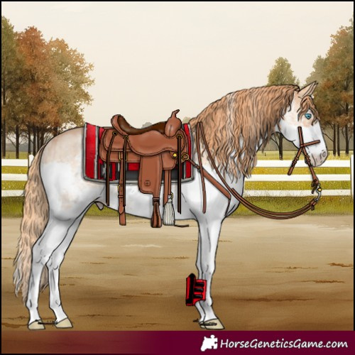 Horse Color:Red Dun Sabino Splash Brindle