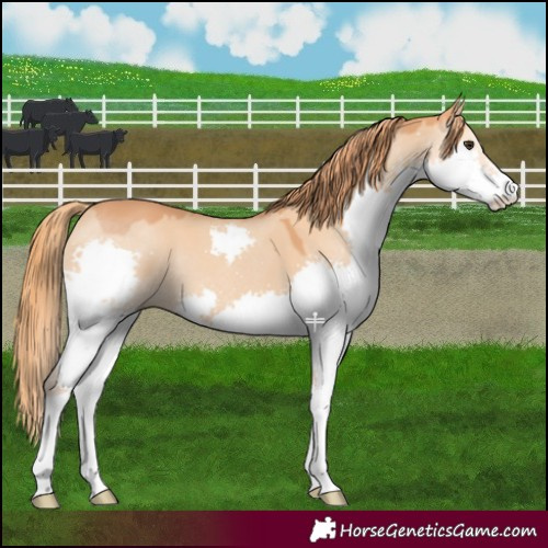 Horse Color:Red Dun Splash 