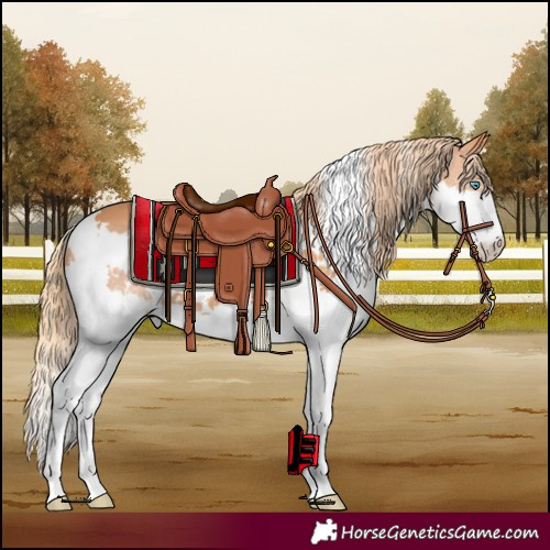 Horse Color:White Spotted Chestnut Splash 