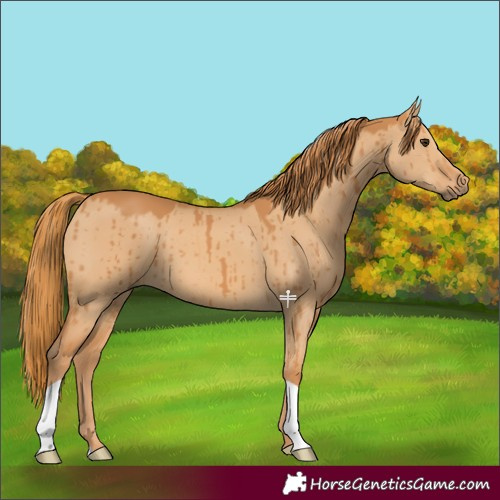 Horse Color:Red Dun Brindle 