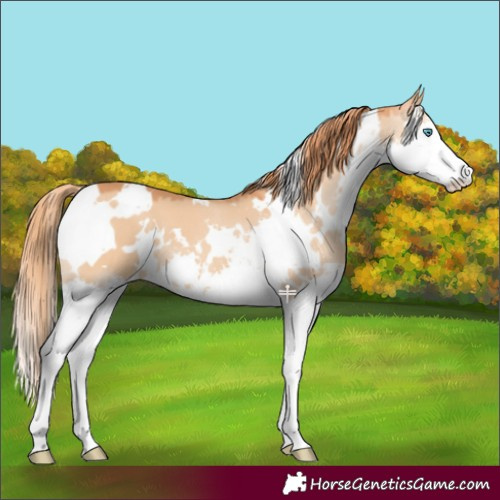 Horse Color:White Spotted Red Dun Splash
