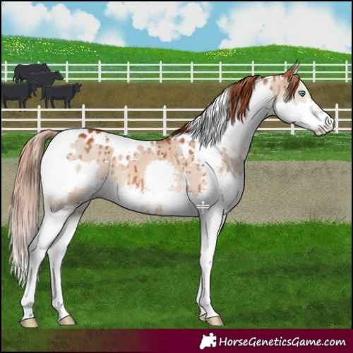Horse Color:White Spotted Red Dun Splash Brindle 