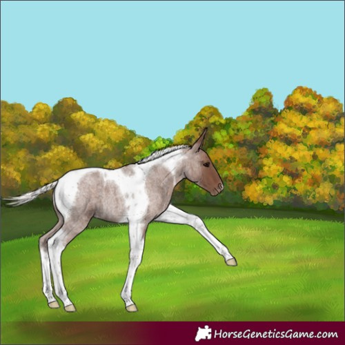 Horse Color:Silver Blue Roan Tobiano Appaloosa 
