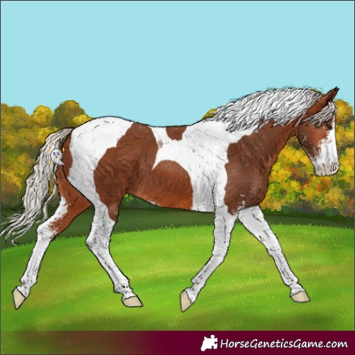 Horse Color:Silver Brown Sabino Tobiano 