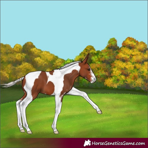 Horse Color:Silver Brown Sabino Tobiano 