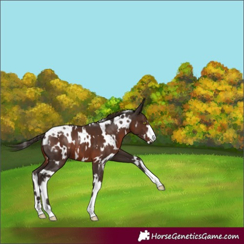 Horse Color:White Spotted Liver Chestnut