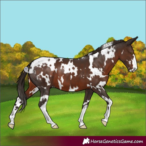 Horse Color:White Spotted Liver Chestnut 