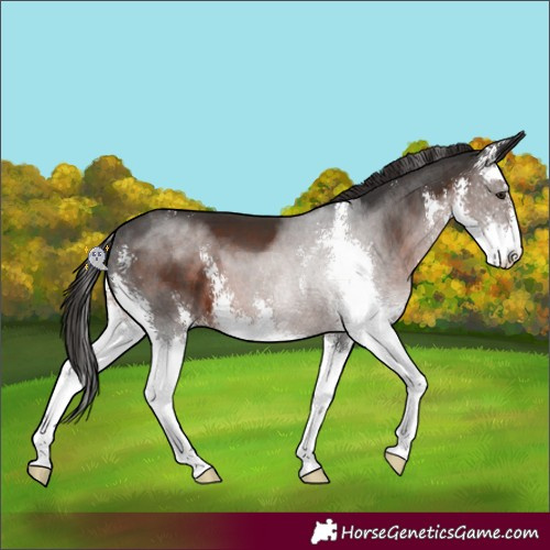 Horse Color:Liver Chestnut Sabino 