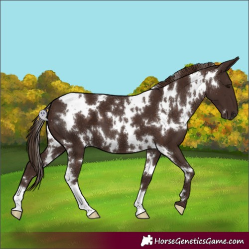 Horse Color:White Spotted Liver Chestnut 