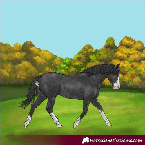 Horse Color:Black Sabino Rabicano