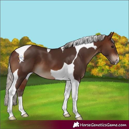Horse Color:Silver Brown Tobiano 