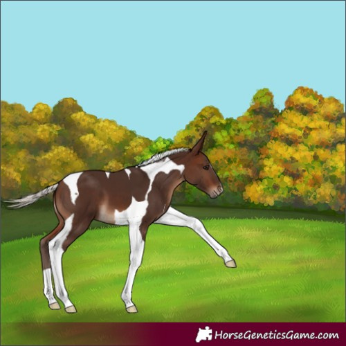 Horse Color:Silver Brown Tobiano 