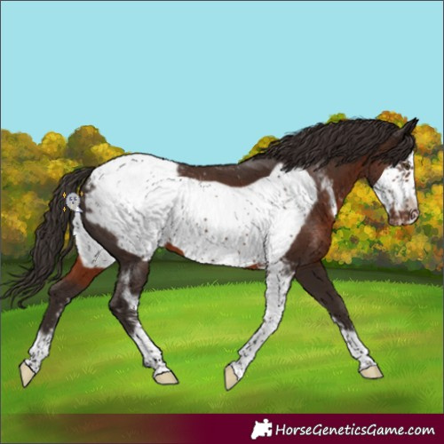 Horse Color:Liver Chestnut Sabino Frame Appaloosa
