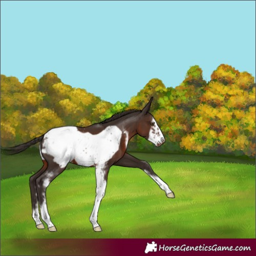 Horse Color:Liver Chestnut Sabino Frame Appaloosa