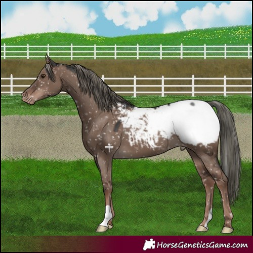 Horse Color:Liver Red Dun Mushroom Snowcap 