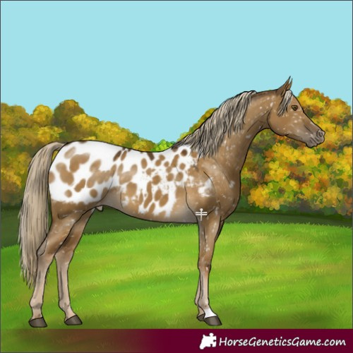 Horse Color:Chocolate Palomino Dun Mushroom Blanket 