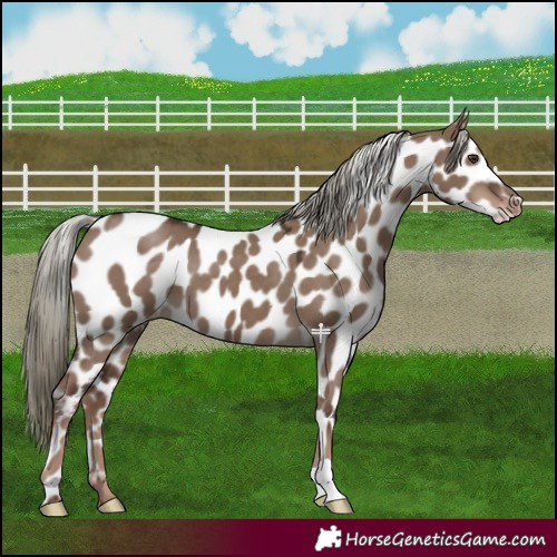Horse Color:Liver Red Dun Mushroom Appaloosa 
