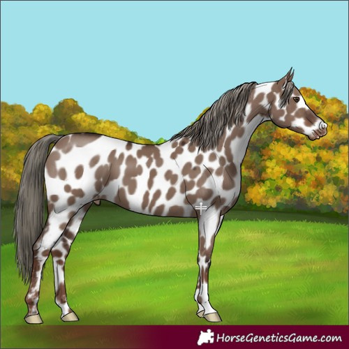 Horse Color:Liver Red Dun Mushroom Near Leopard 