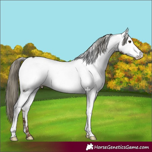 Horse Color:Liver Red Dun Mushroom Fewspot 