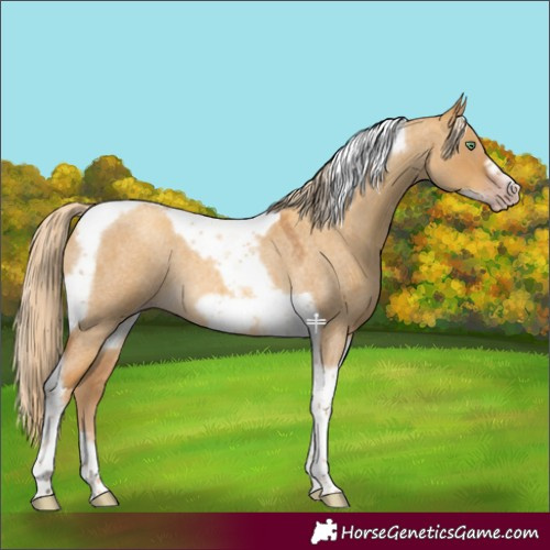 Horse Color:Gray Gold Cream Champagne Roan Dun Tobiano Frame Rabicano 